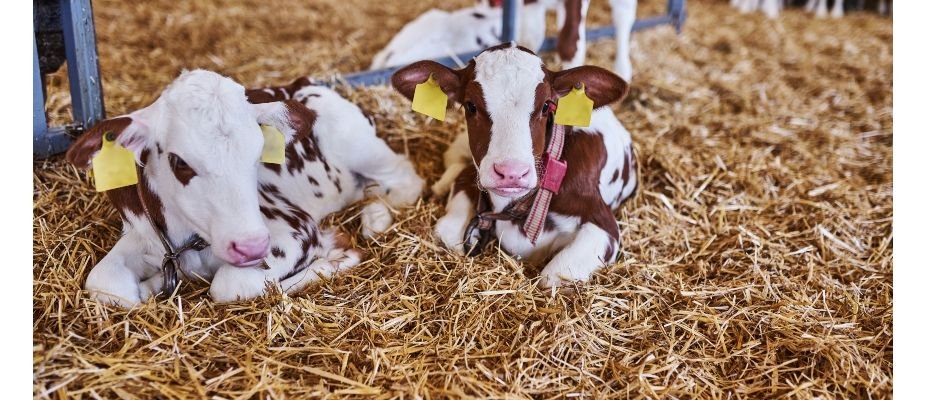 Cura de Umbigo de Bezerra: O Manejo Imediato que Garante a Produtividade do Rebanho